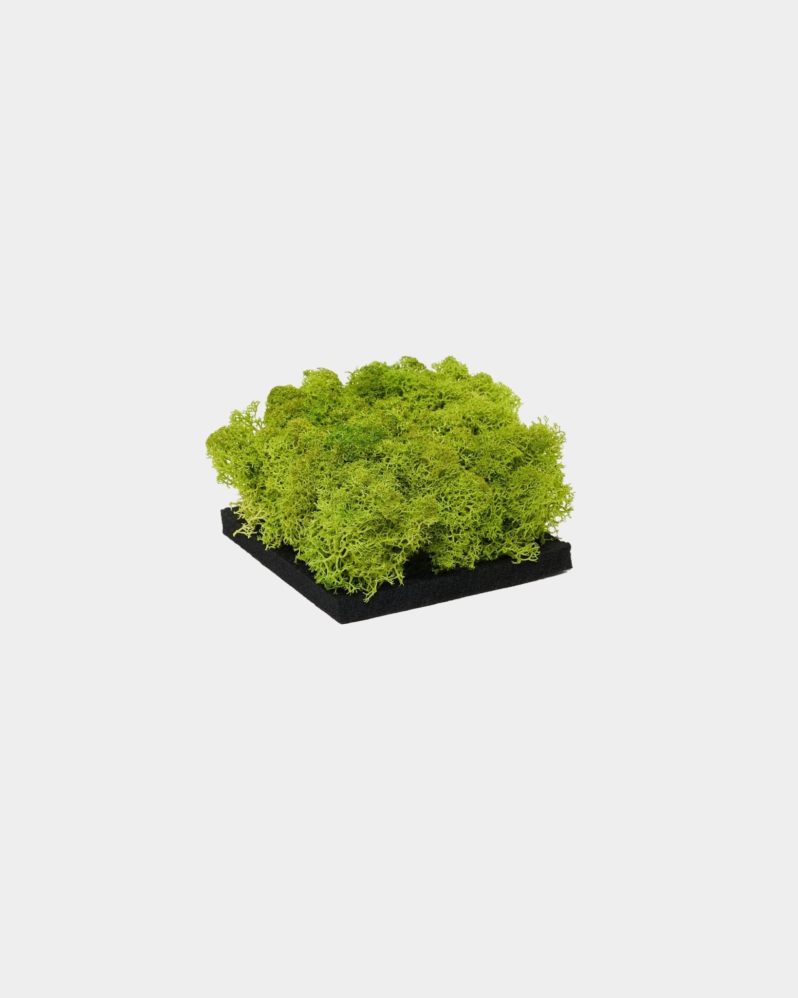 Amostra WoodUpp Moss Painel acústico em Apple Green, com moss preservado verde vibrante sobre uma base de black, apresentada sobre um fundo branco liso.