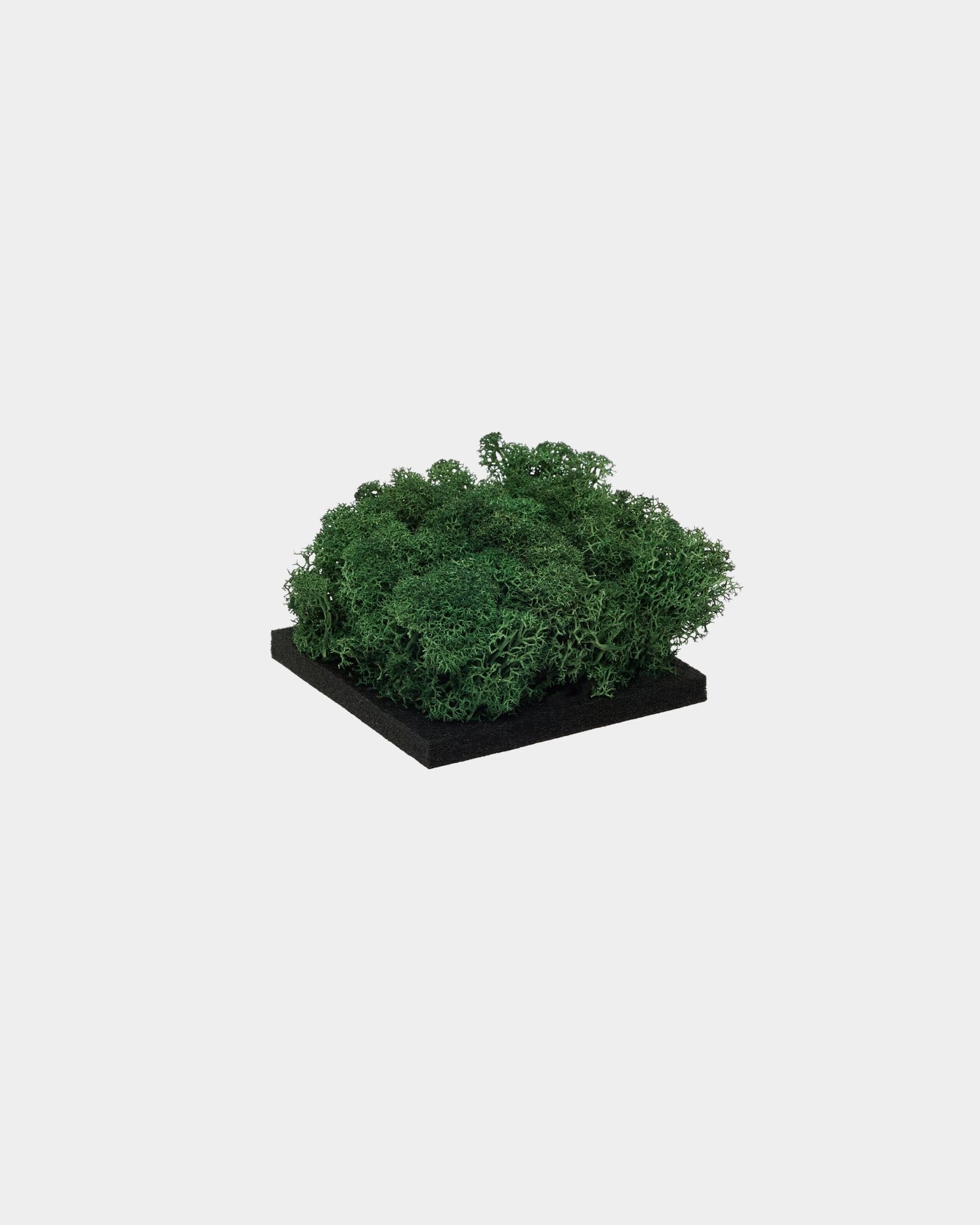 A amostra WoodUpp Moss em Moss Green apresenta moss preservado verde denso sobre uma base quadrada em black, apresentada sobre um fundo branco liso.