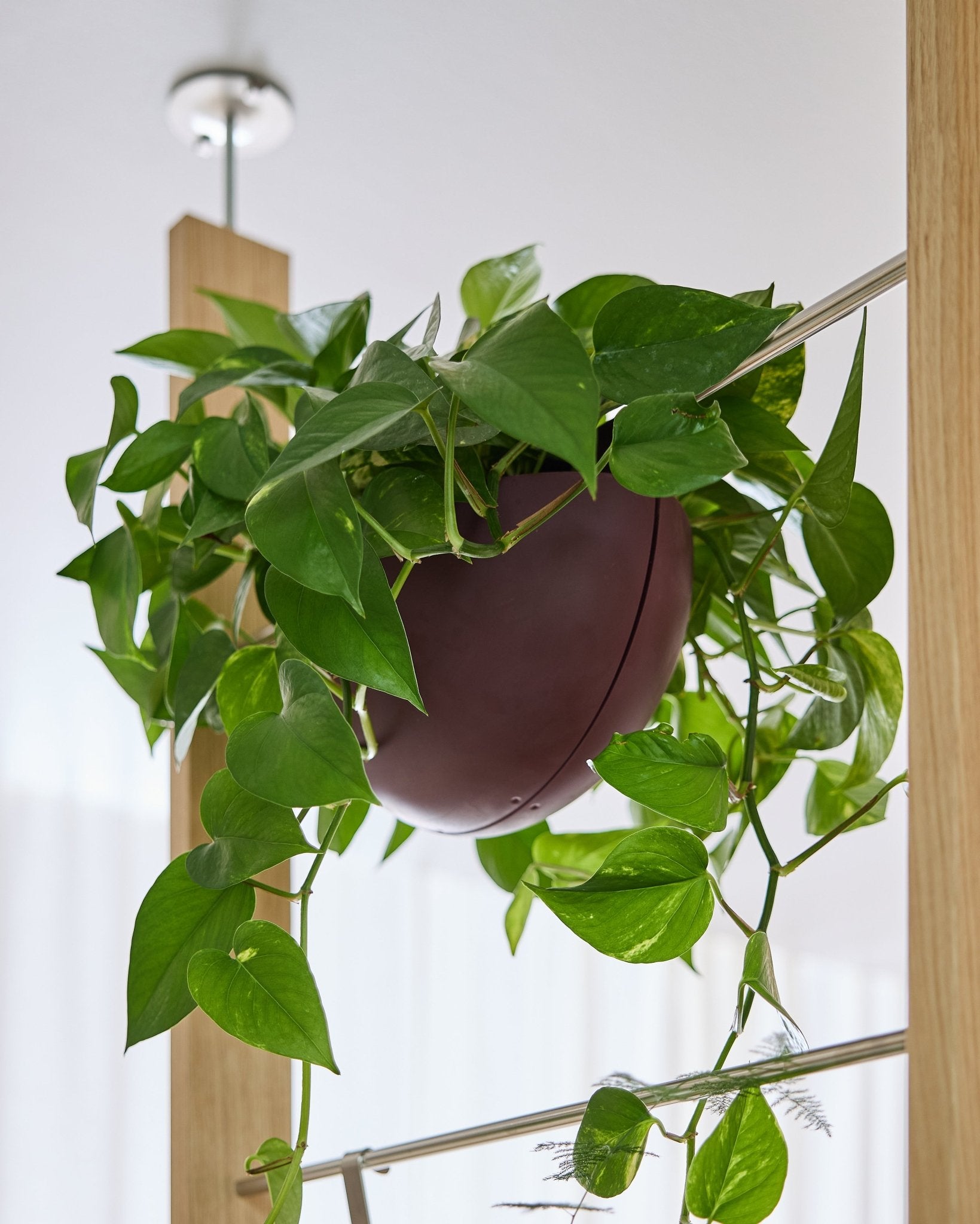 Um pothos cresce num vaso Gro Soft Pocket BM2 Ox Red (4 l) da WoodUpp, suspenso no interior, num painel acústico, com os ramos a cair em cascata.